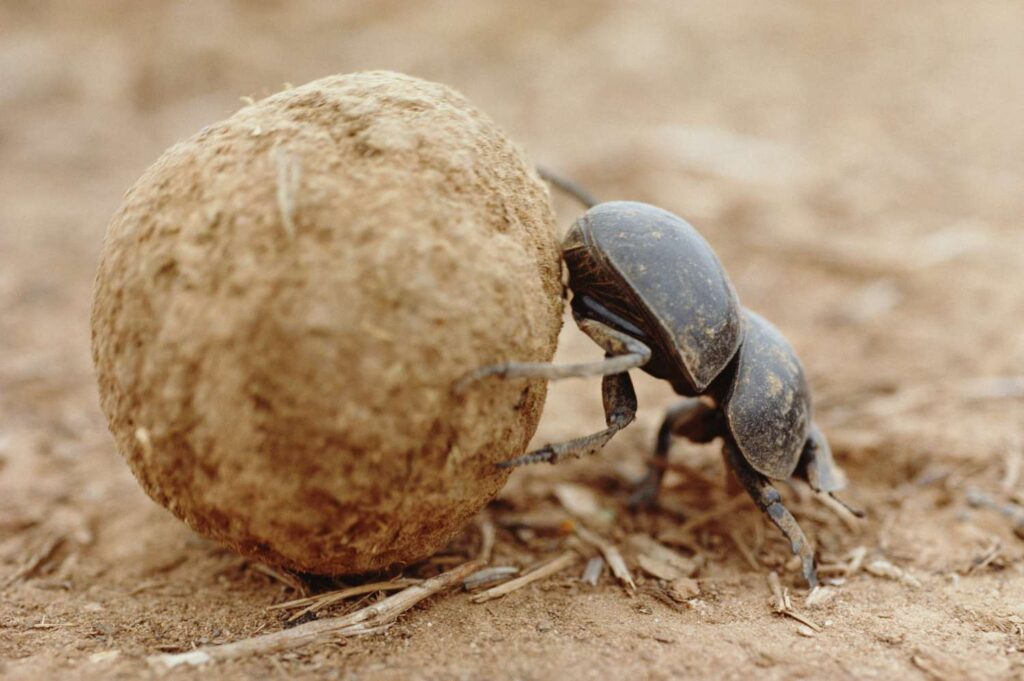 Scarab Beetle