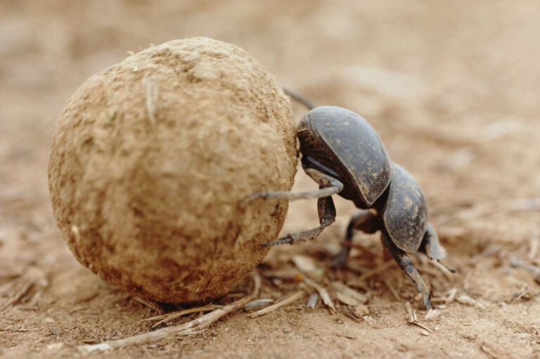 Scarab Beetle