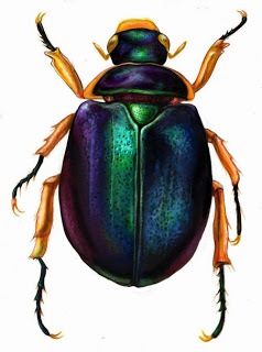 Scarab Beetle