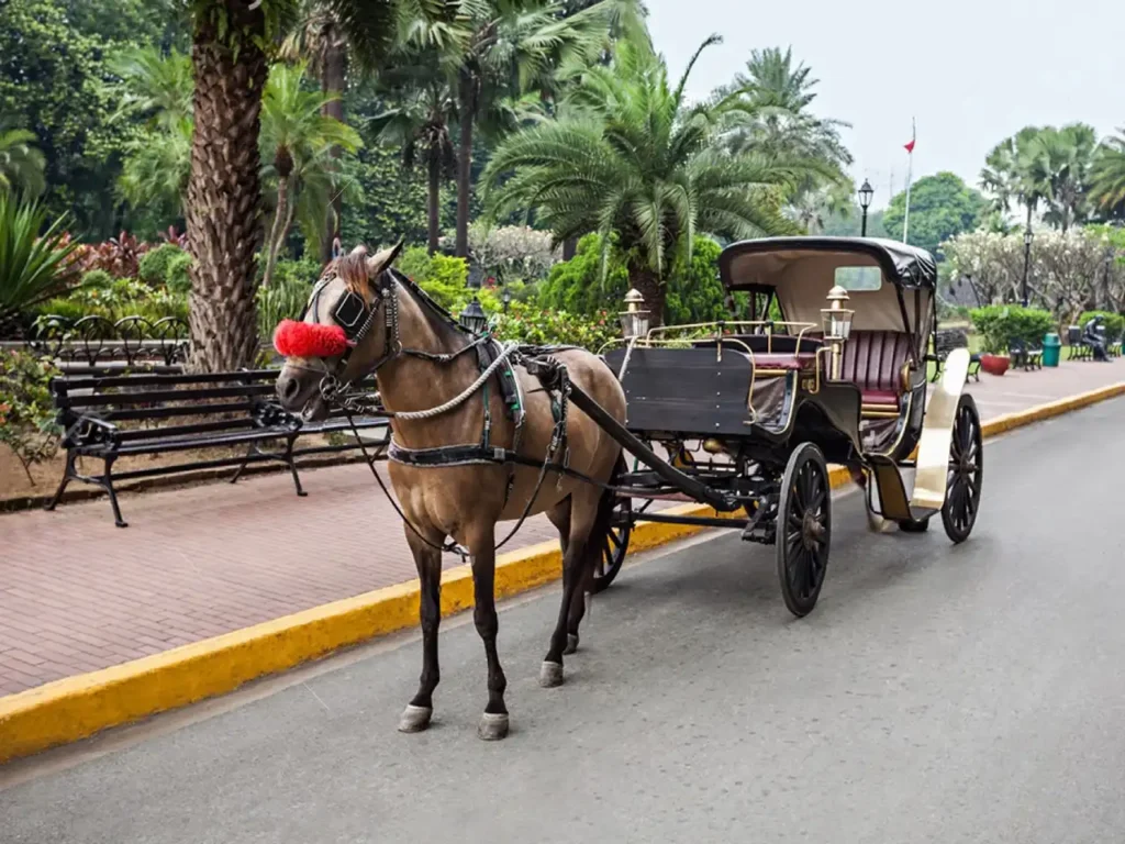 Horse Carriages In Egypt