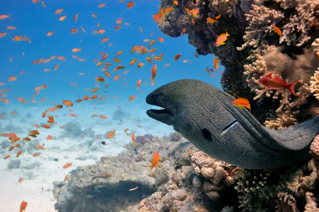 Hurghada Diving And Best Hotels Sites 2 Hurghada Diving Sites
