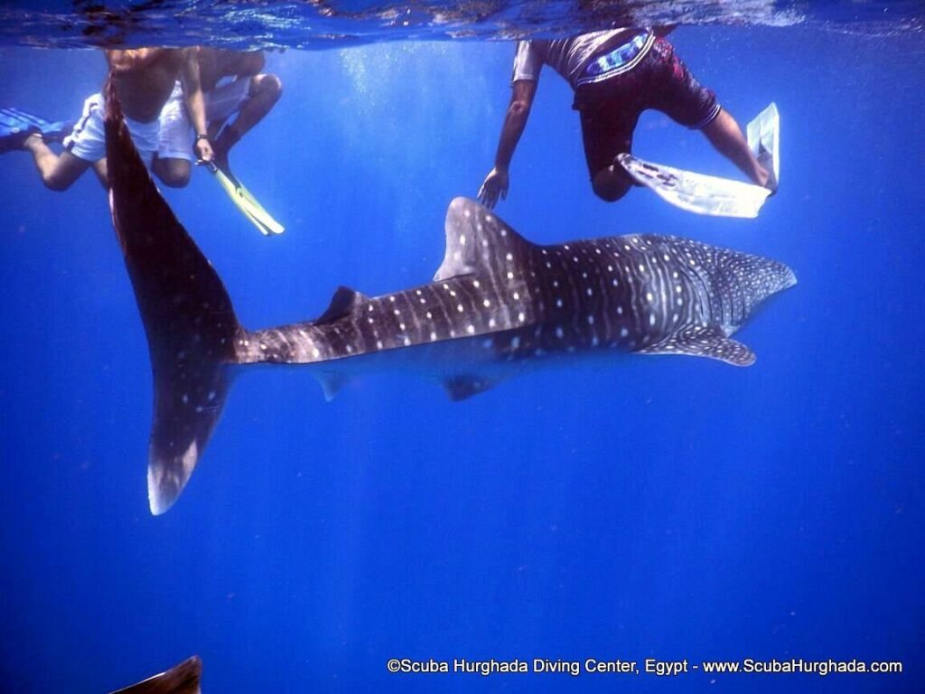 Hurghada Diving And Best Hotels Sites 4 Hurghada Diving Sites